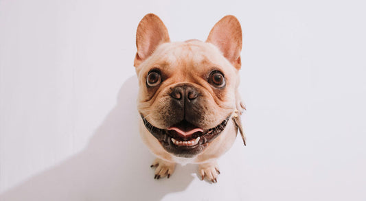 Does My Dog Need Flea and Tick Protection Year-Round?