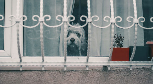 The Back-to-School Effect: How Changes in Routine Impact Dogs' Behavior