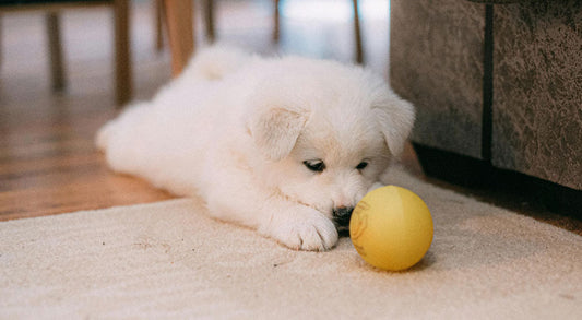 How Do I Puppy-Proof My House? A Complete Guide for New Dog Owners