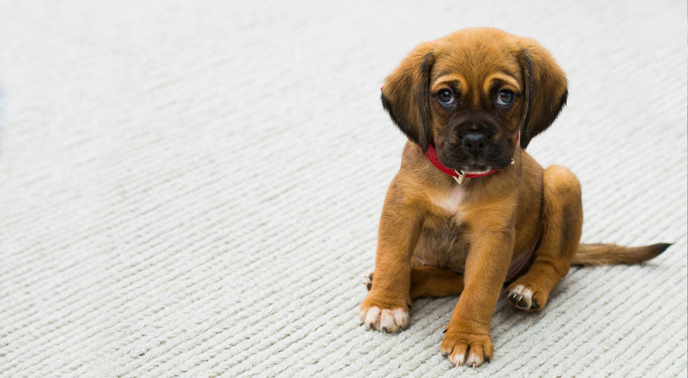 How to Potty Train a Puppy: A Step-by-Step Guide