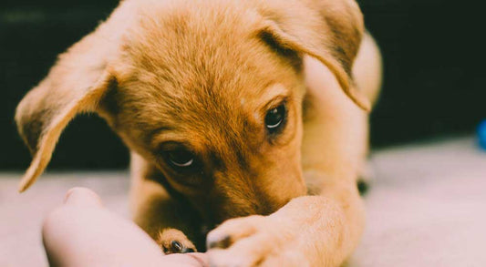 How Much Time Should I Spend With My Puppy Each Day?