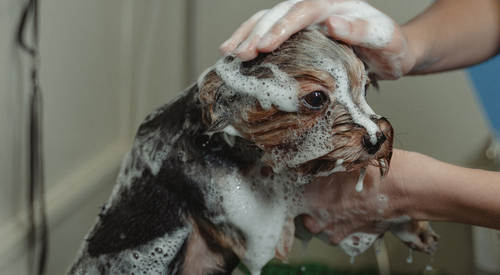 Why we celebrate "Kindness to Animals Day" on October 4th