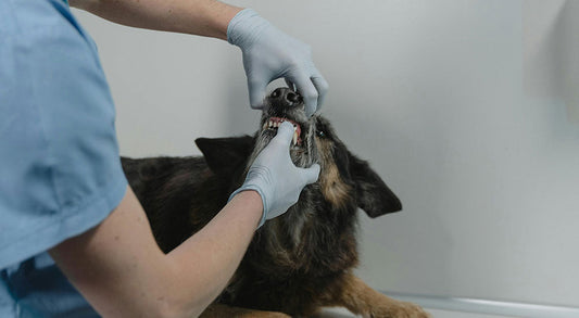 How Dental Health Affects Your Dog’s Heart, Kidneys, and More
