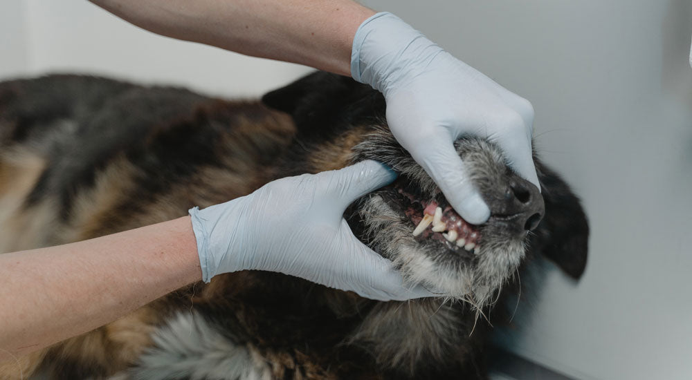 What Happens if I Don’t Brush my Puppy’s Teeth?