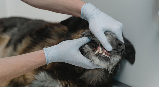 What Happens if I Don’t Brush my Puppy’s Teeth?