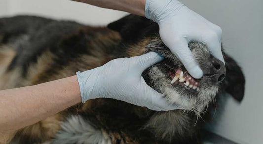 How Often Should You Brush Your Dog’s Teeth? (Vet-Approved Tips)