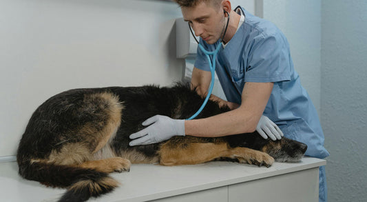 What Are the Common Health Issues With This Breed?