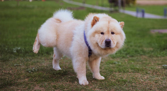 Potty Training 101: An Easy Way to Train Your Dog to Pee Outside