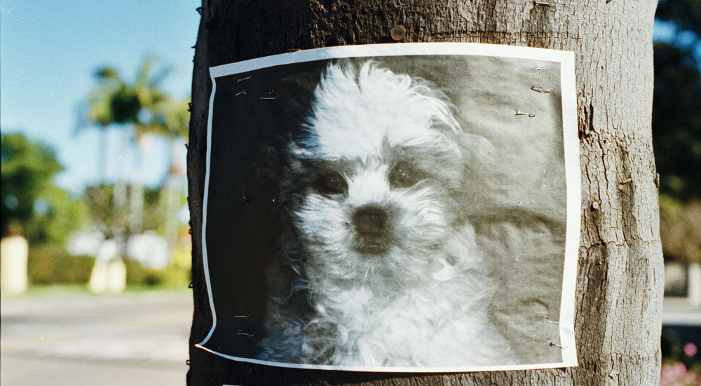 How to Find a Lost Dog - A Step by Step Guide