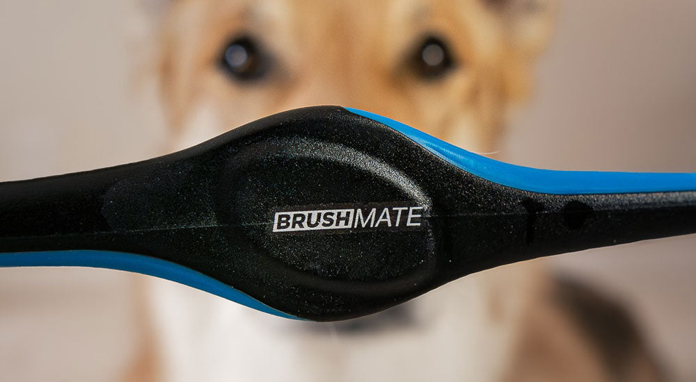 How to Choose the Right Dog Toothbrush for Your Pet’s Breed and Size