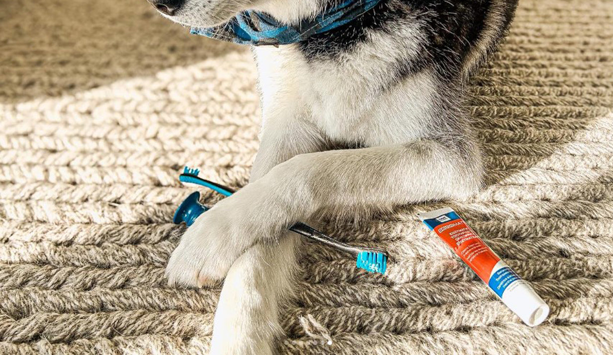 Paw Ready products being featured by a dog