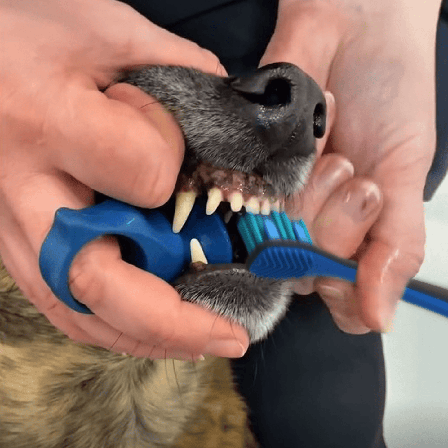 Cleaning dogs teeth with Paw Ready Brushing Bundle 